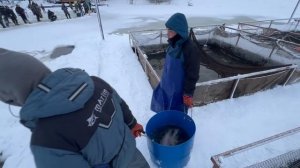 Запуск форели, гольца и спарктика