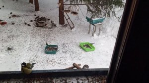 птицы все во дворе