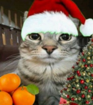 До нового года🌲🌲🌲 осталось 5 дней!!!