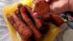 О хранении овощей