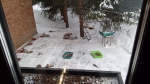 Какаду обедает