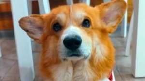 Школа собачек. Короткий ролик