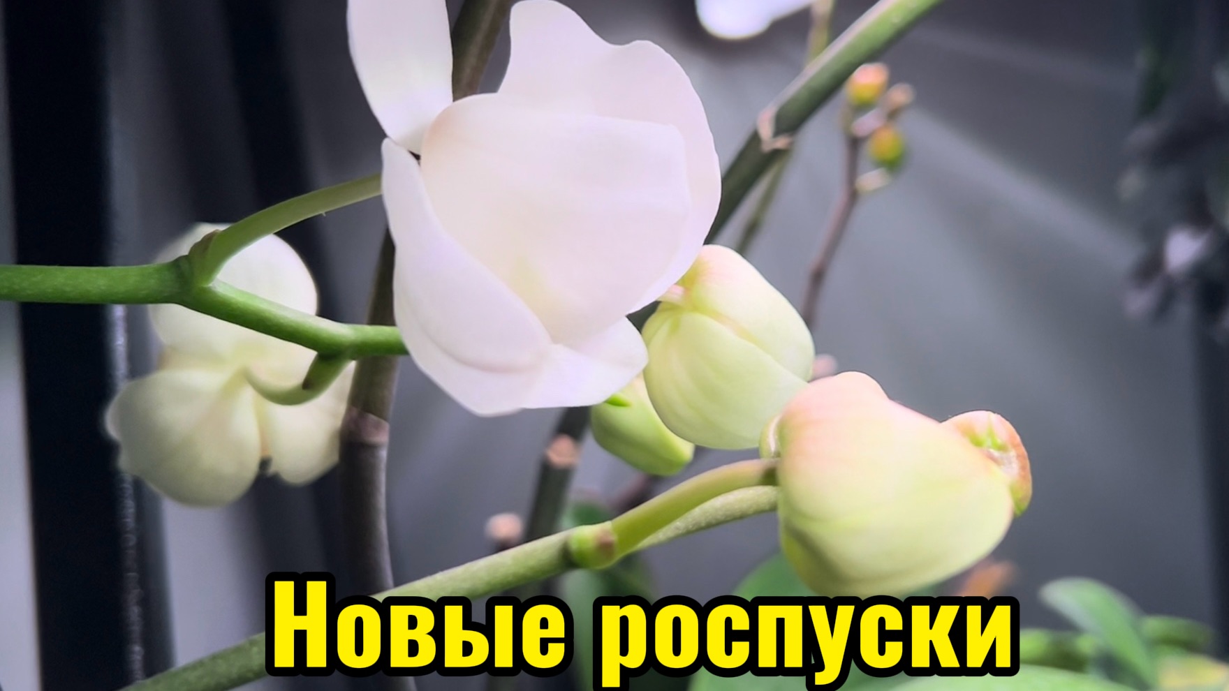 Новые роспуски 😍 Моя домашняя коллекция ОРХИДЕЙ смотреть онлайн