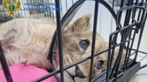 Прокуратура проводит проверку по факту жестокого обращения со львенком в Москве