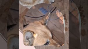 1000043863.mp4 (Собака наблюдает за устройством лестницы на 2 этаж в доме А-фрейм)