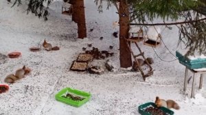 воскресный вольный зоопарк