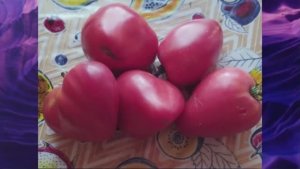 Каталог томатов на 2026 год. Часть 16. г. Киров.  т. 89229284031