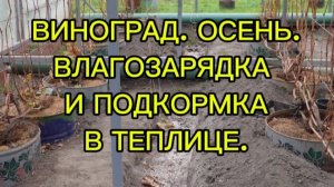 ВИНОГРАД. ОСЕНЬ. ВЛАГОЗАРЯДКА  И ПОДКОРМКА В ТЕПЛИЦЕ.