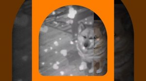 1000043860.mp4 (Собака наблюдает за устройством лестницы на 2 этаж в доме А-фрейм)