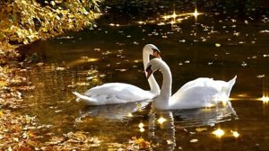 БЕЛЫЕ ЛЕБЕДИ