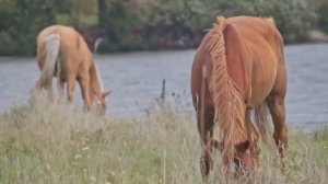 МУЗЫКА ДЛЯ ДУШИ СПОКОЙСТВИЕ И РАССЛАБЛЕНИЕ