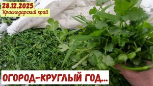 Кинза: огород круглый год(28.12.2025)