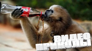 ВИДЕОПРИКОЛЫ \ КРУТЫЕ ПРИКОЛЫ 2025 \ НОВЫЕ ПРИКОЛЫ \ СМЕШНЫЕ ПРИКОЛЫ 2025 ЮМОР