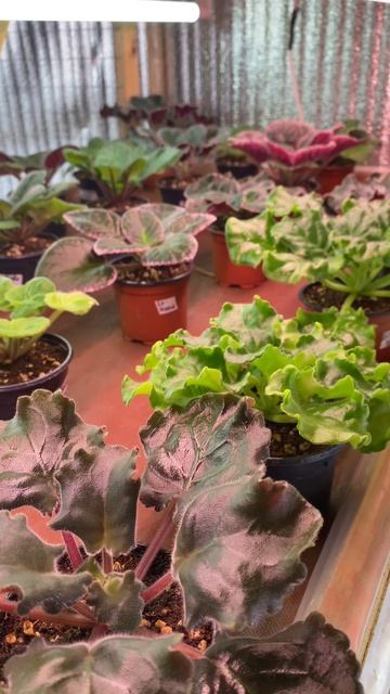 Молодые кустики фиалок |  Любовь Еременко смотреть онлайн