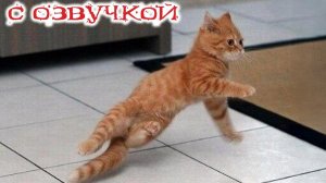 Приколы с котами! С ОЗВУЧКОЙ! СМЕШНЫЕ КОТЫ! Самые смешные животные! ДО СЛЕЗ!