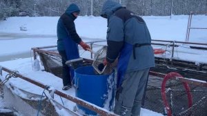 Запуск форели