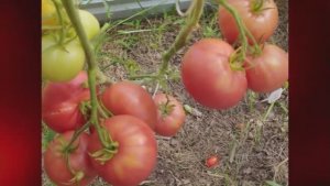 Каталог томатов на 2026 год. Часть 17. г. Киров. т. 89229284031