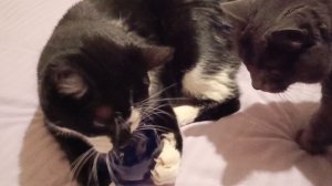 Точный прогноз на 2026 год от кота Барсика и кошечки Дарси.