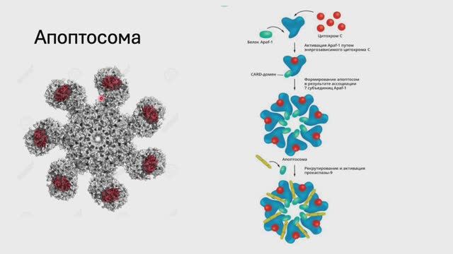 Апоптоз и иные виды клеточной смерти. (Блок 2. Лекция 3)
