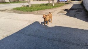 Один из дней города Евпатории | 1 апреля 2021 год  Крым  ХАН БАТОН XAH 6ATOH | VID_20210401_143430