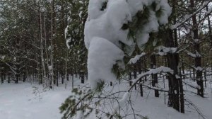 В лесу сгубилась ёлочка