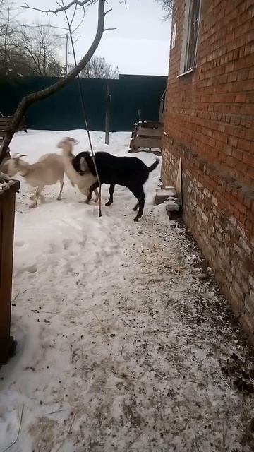 Козёл навёл порядок!