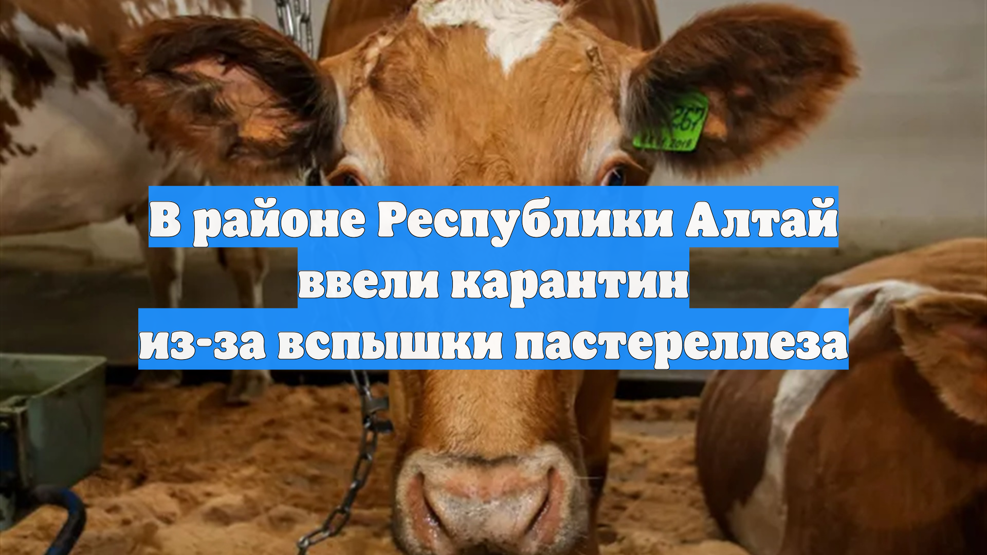 В районе Республики Алтай ввели карантин из-за вспышки пастереллеза смотреть онлайн