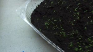 ПЕТУНИЯ. ПОСЕВ МОКРЫМИ ПРОТРАВЛЕННЫМИ СЕМЕНАМИ С ПОМОЩЬЮ ШПРИЦА. 2022 год.