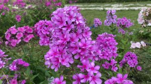 Флокс Морской Петух