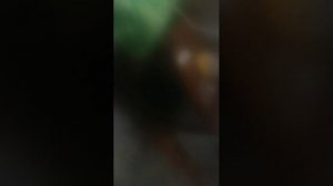 смотрю Фиксики