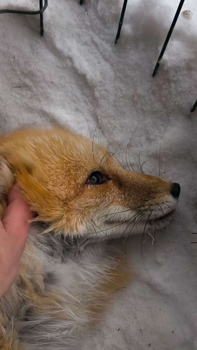 #кофе #утро #лиса смотреть онлайн