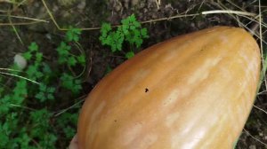 Тыкву вырвали перед бурей