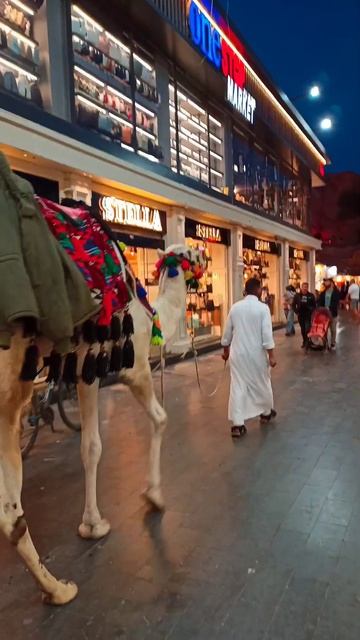 CAMEL 🐪 / Шарм-эль-Шейх