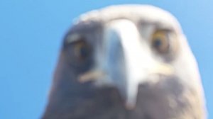 Орел атаковал дрон во время съемки и сделал селфи