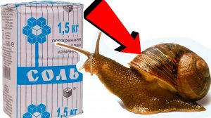 Как избавиться от слизняков и улиток За 3 Секунды..!!..!!..!!..