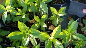 Черенки гортензий в августе, как укоренились.