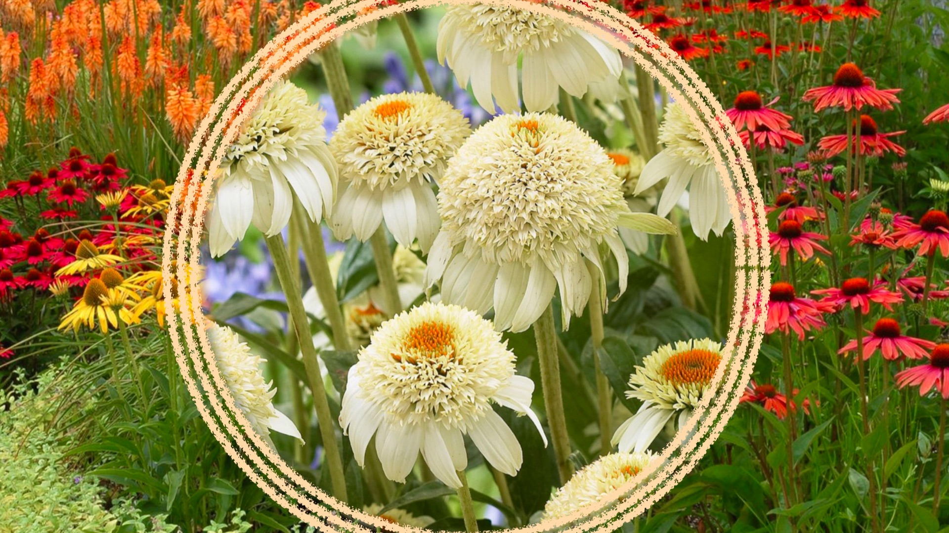 Цветущие многолетние растения для солнечных мест в саду. смотреть онлайн