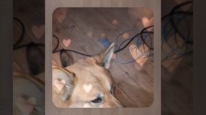 1000043865.mp4 (Собака наблюдает за устройством лестницы на 2 этаж в доме А-фрейм)