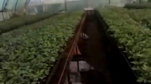 За три дня до высадки томата на осенний оборот. Обзор рассадной теплицы