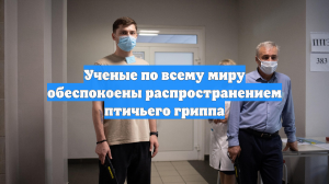 Птичий грипп захватил все континенты и угрожает людям новой пандемией
