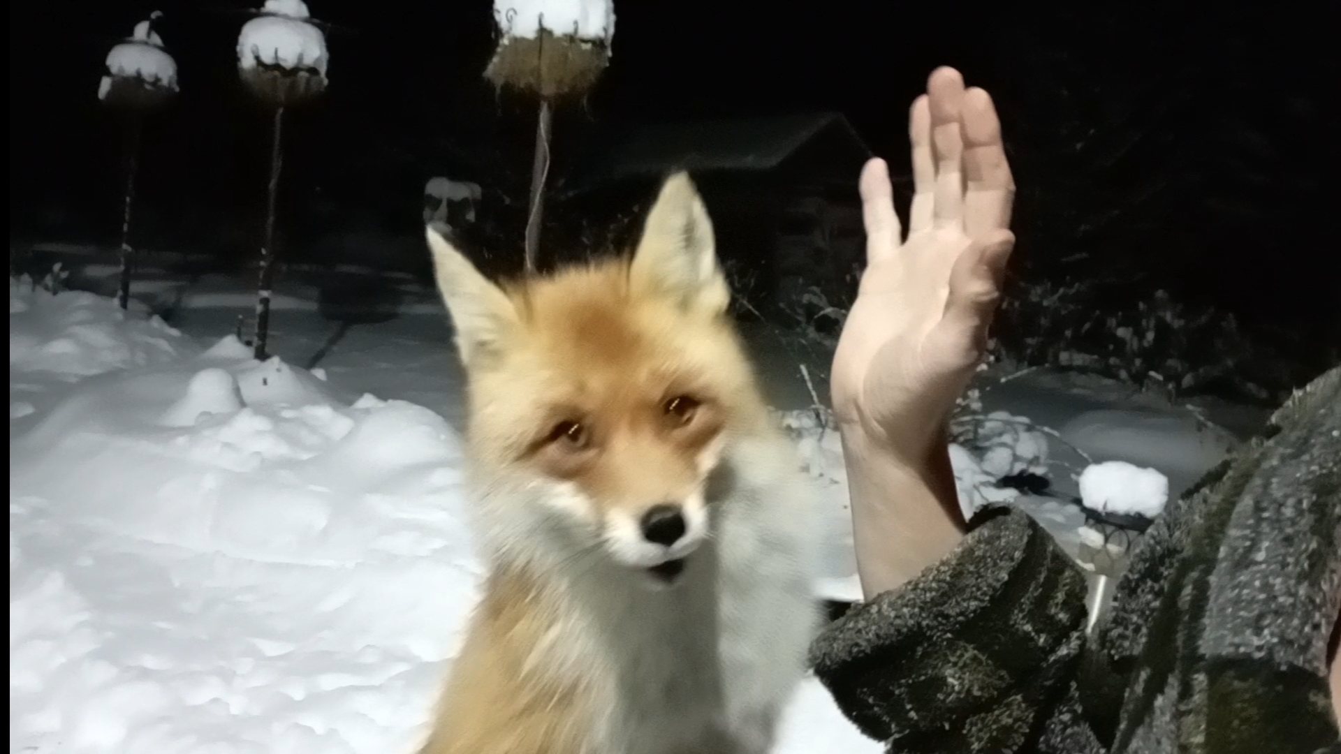 (1209) Лиса приходит в гости. Декабрь 2025 смотреть онлайн