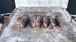 улов форели