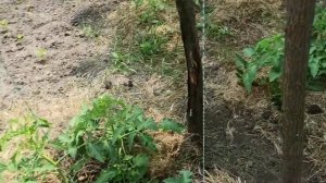 6 июня 2025г. Подвязала все томаты .