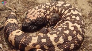 Самые ядовитые существа планеты.]