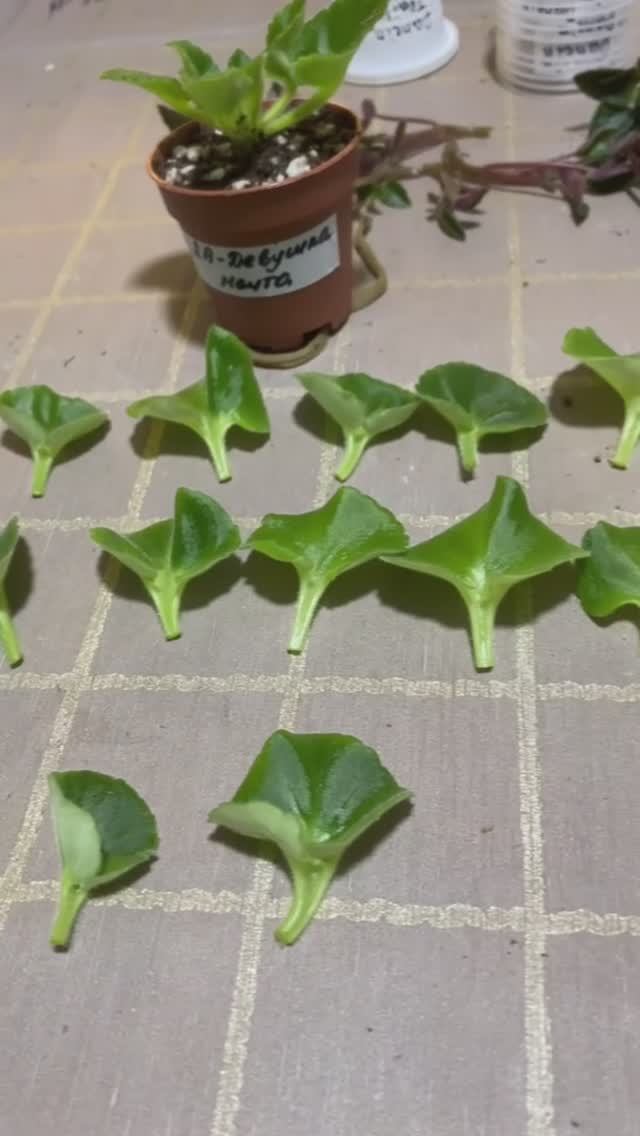 Укореняю черенки мини фиалок на весну 2026 | Любовь Еременко смотреть онлайн