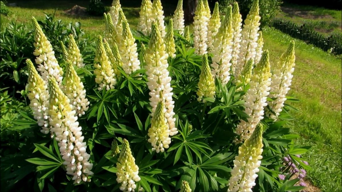 Люпины и другие цветы смотреть онлайн