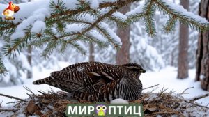 Мир птиц – красота и грация пернатых созданий Природы 🦩🦚🦜 Выпуск (434) 🦉🐦🐤