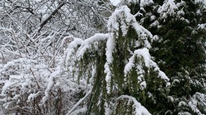 Дачный участок 28 декабря