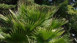 ВИДЕО  ПВН  ББ   (1580)