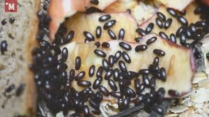 Жук знахарь. Содержание. Разведение. Еда для муравьев